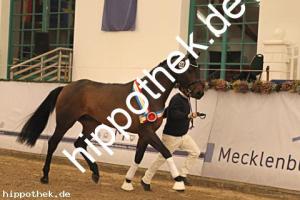 2025-12-06: Conthanos  bei Körung Warmblut in Redefin