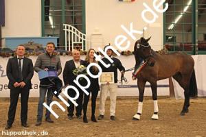 2025-12-06: Conthanos  bei Körung Warmblut in Redefin