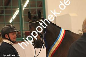 2025-12-06: Conthanos  bei Körung Warmblut in Redefin